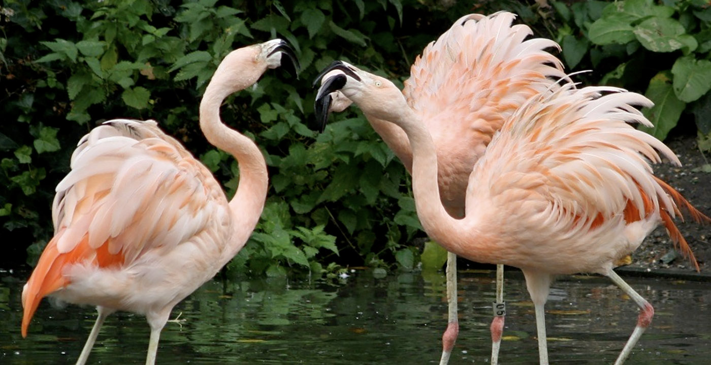 Artis komt met audiotour over seksualiteit in de natuur