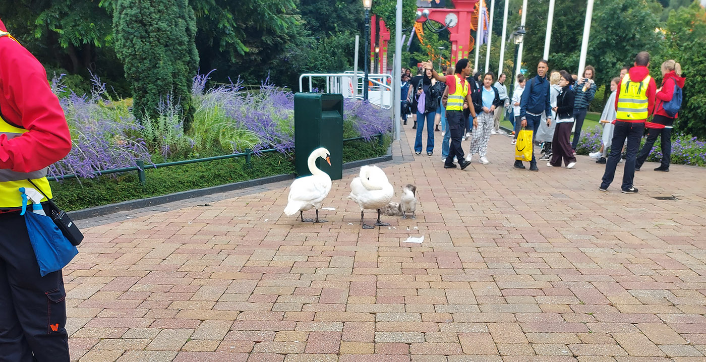 Foto's: zwanen versperren de weg in Walibi Holland