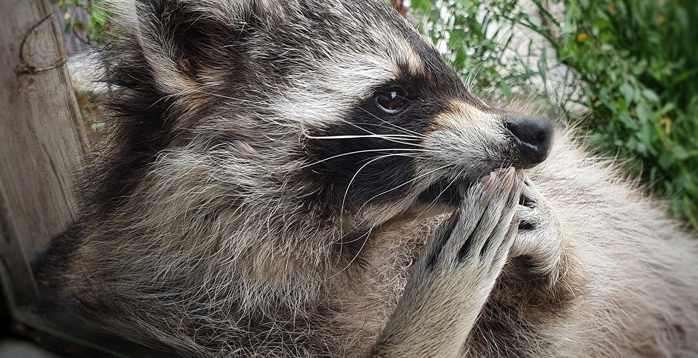 Dieren in Wildlands Emmen van streek door straaljagers: 'Ze ervaren zichtbaar stress'