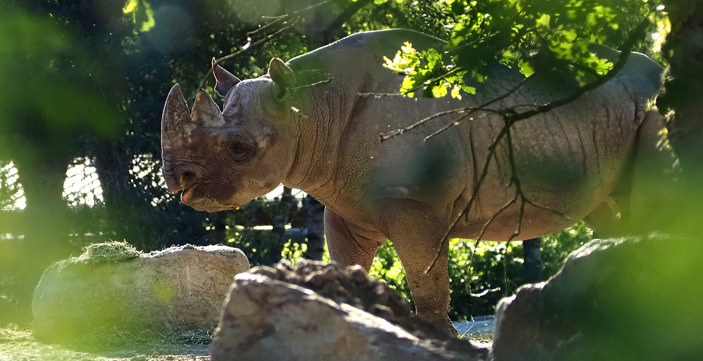 Twee zwarte neushoorns in nieuw verblijf Safaripark Beekse Bergen