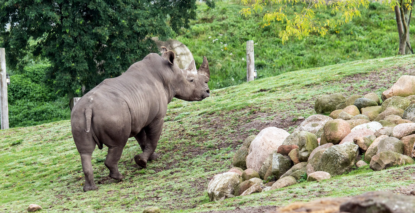 Drama in Wildlands Emmen: neushoornvrouw overleden bij introductie mannetje