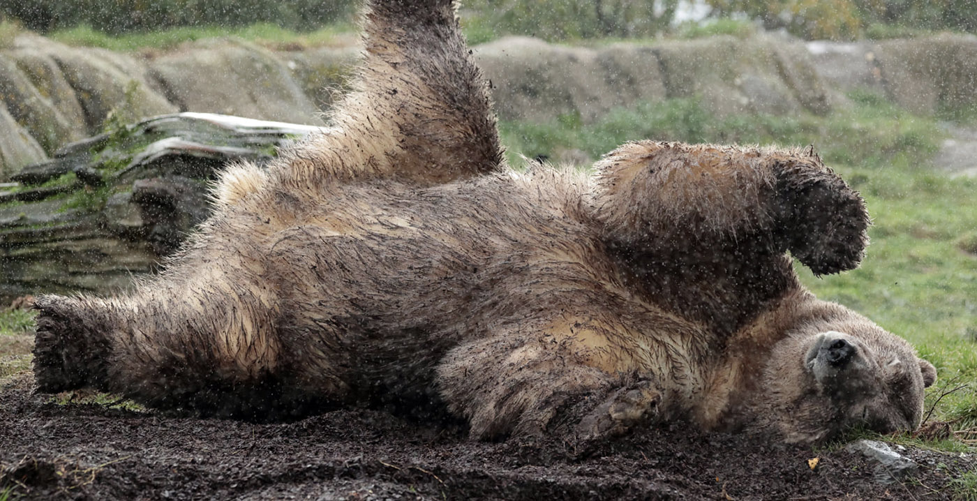 Foto's: ijsbeer in Diergaarde Blijdorp vermomt zich als bruine beer