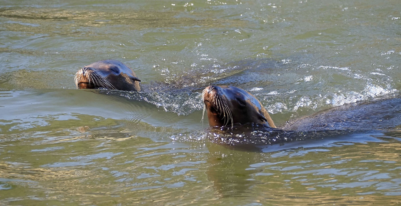 Geen zeeleeuwen meer in Safaripark Beekse Bergen