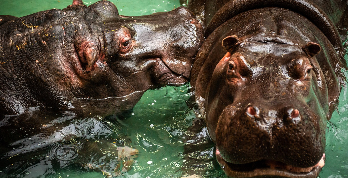 Zoo Antwerpen: voor het eerst nijlpaarden besmet met coronavirus