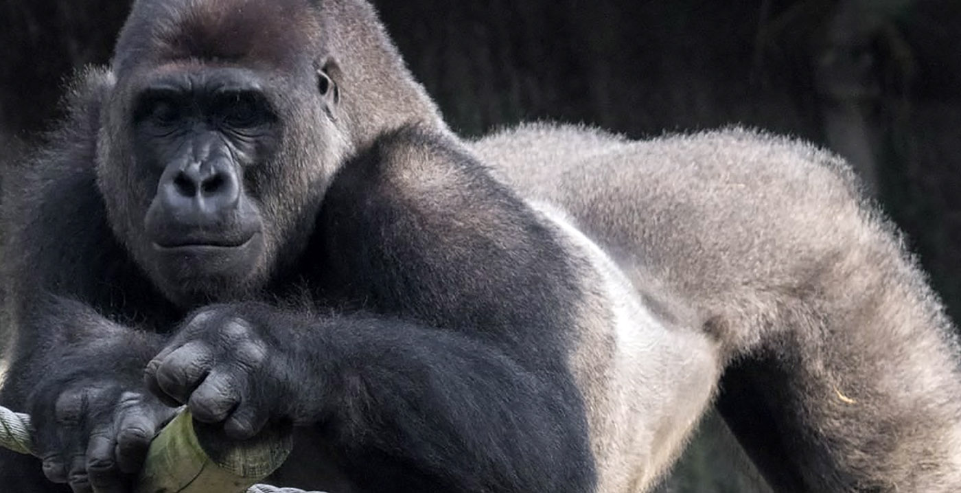 Partij voor de Dieren wil weten of Nederlandse dierentuinen gorilla's gaan doden