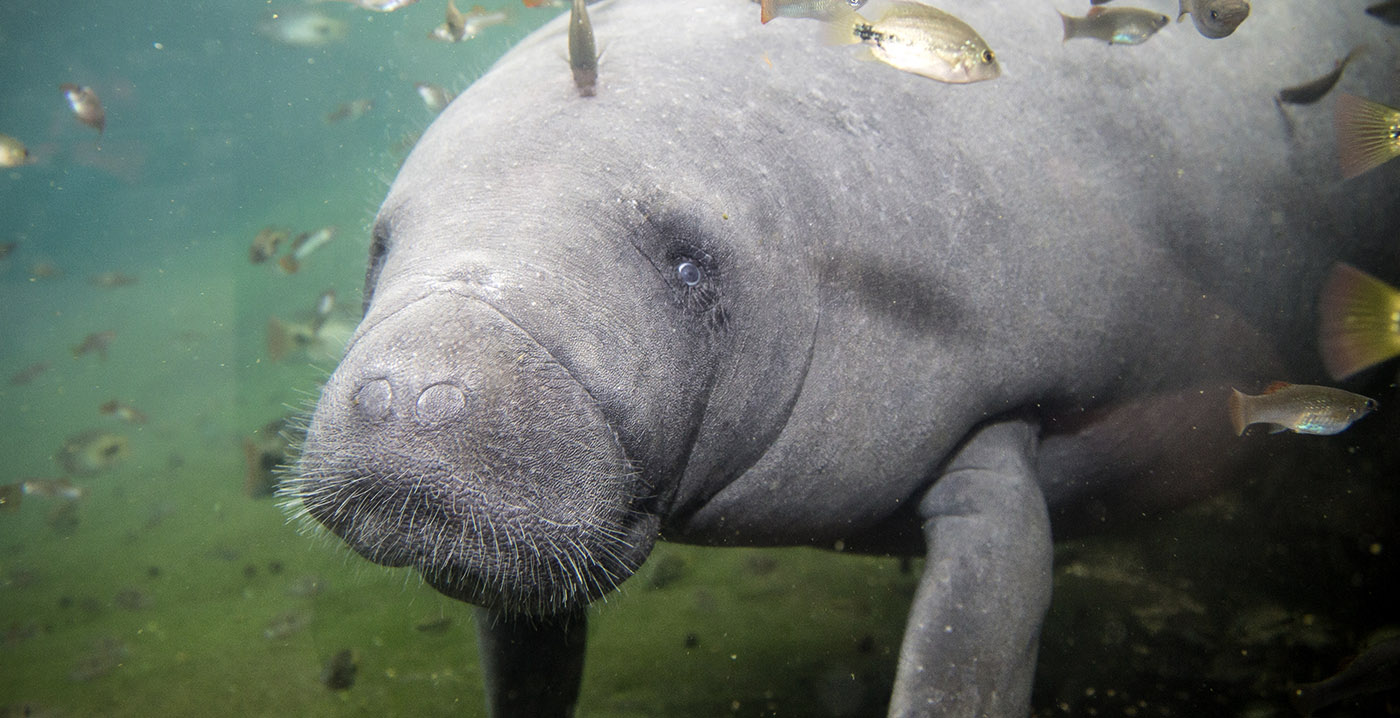 Drachtige zeekoe live te volgen tijdens sluiting Burgers' Zoo