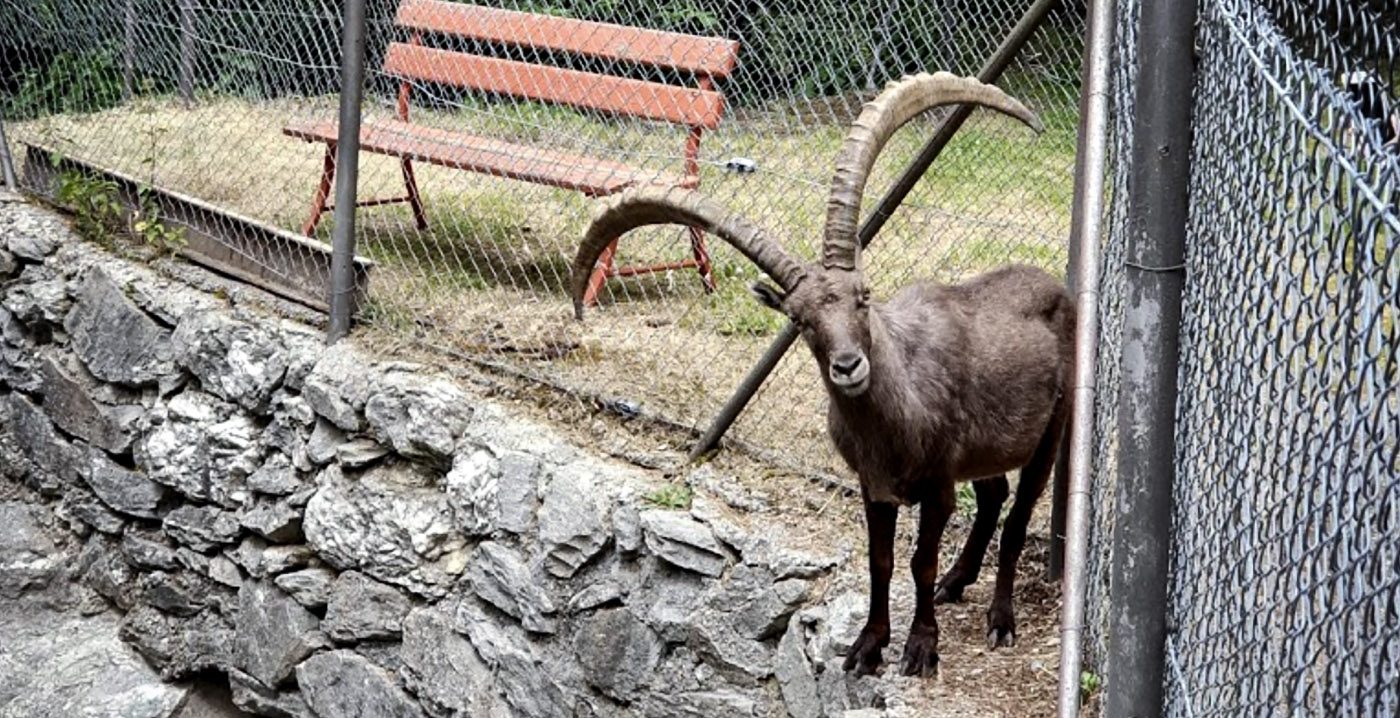 Zwitserse dierentuin schiet zes steenbokken af omdat niemand ze wil overnemen