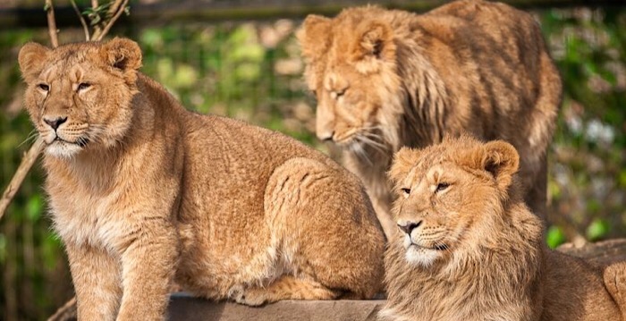 Ontsnapte leeuw doodgeschoten in Belgische dierentuin