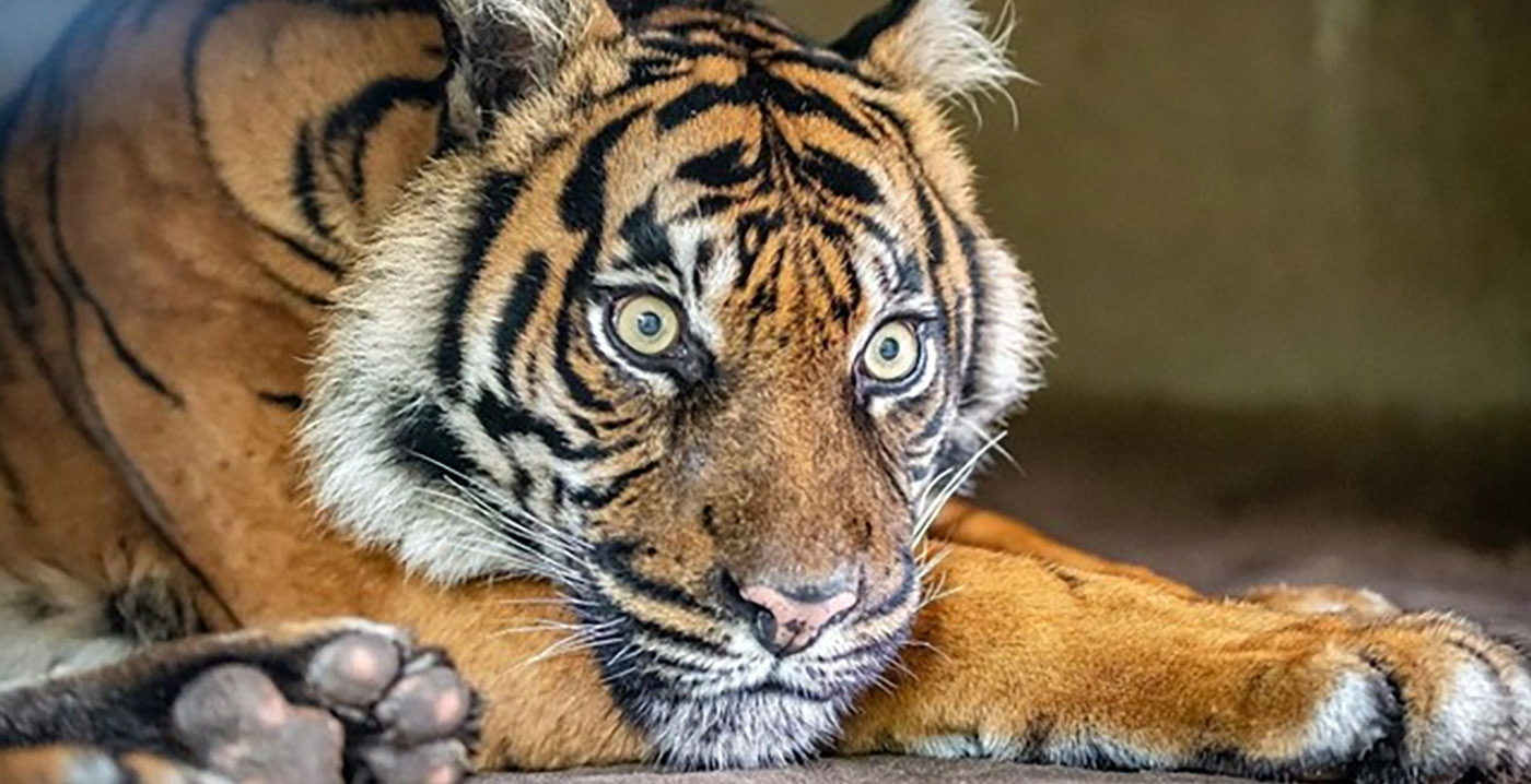 Bezoekersaantallen Burgers' Zoo in 2021 nog lager dan in rampjaar 2020