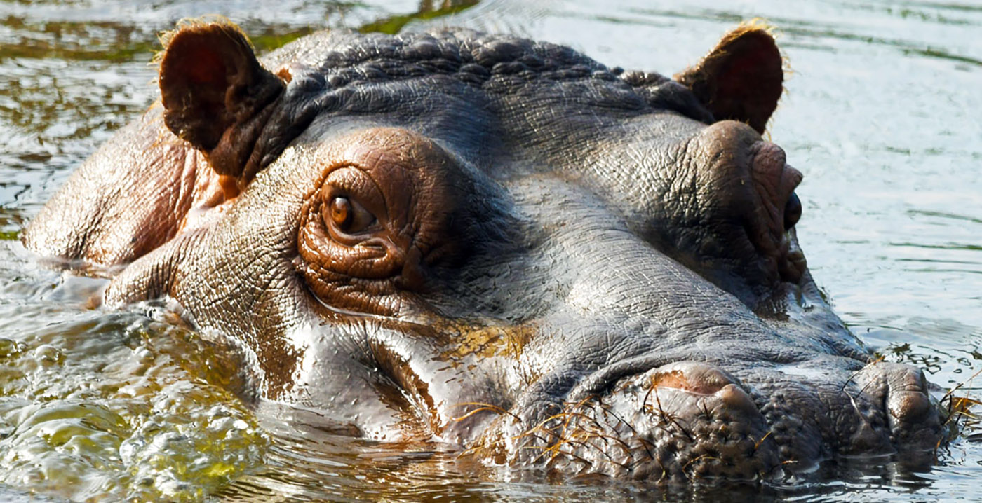 Bezoekersaantal Safaripark Beekse Bergen iets gedaald: 'Pittig jaar'