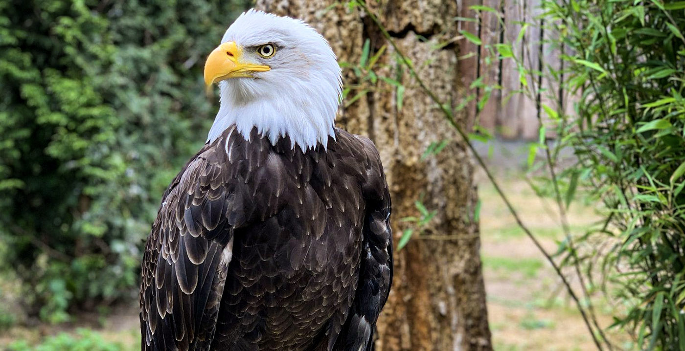 Brabantse dierentuin wordt te koop aangeboden: 'Niet erg als het nog tien jaar duurt'