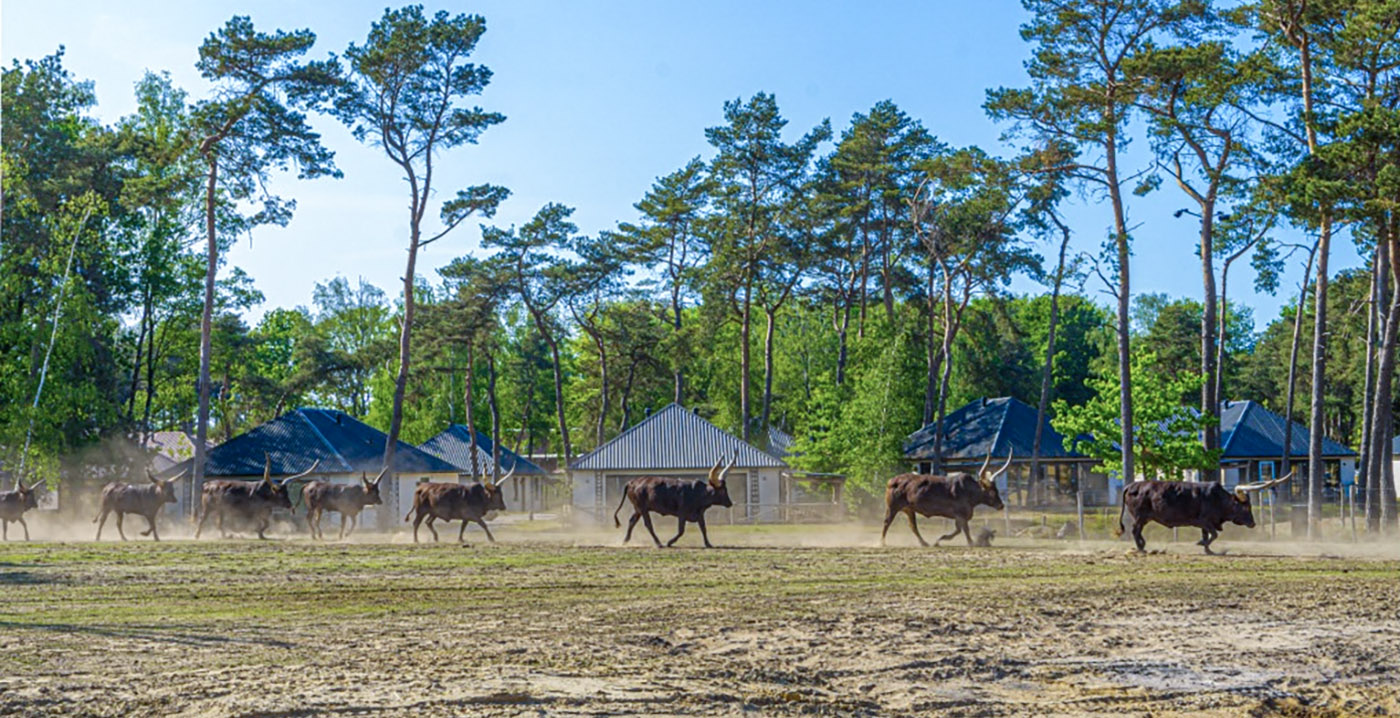 Uitbreiding Safari Resort Beekse Bergen gaat 31 miljoen euro kosten