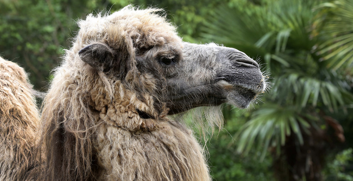 Laatste kameel van Artis overleden