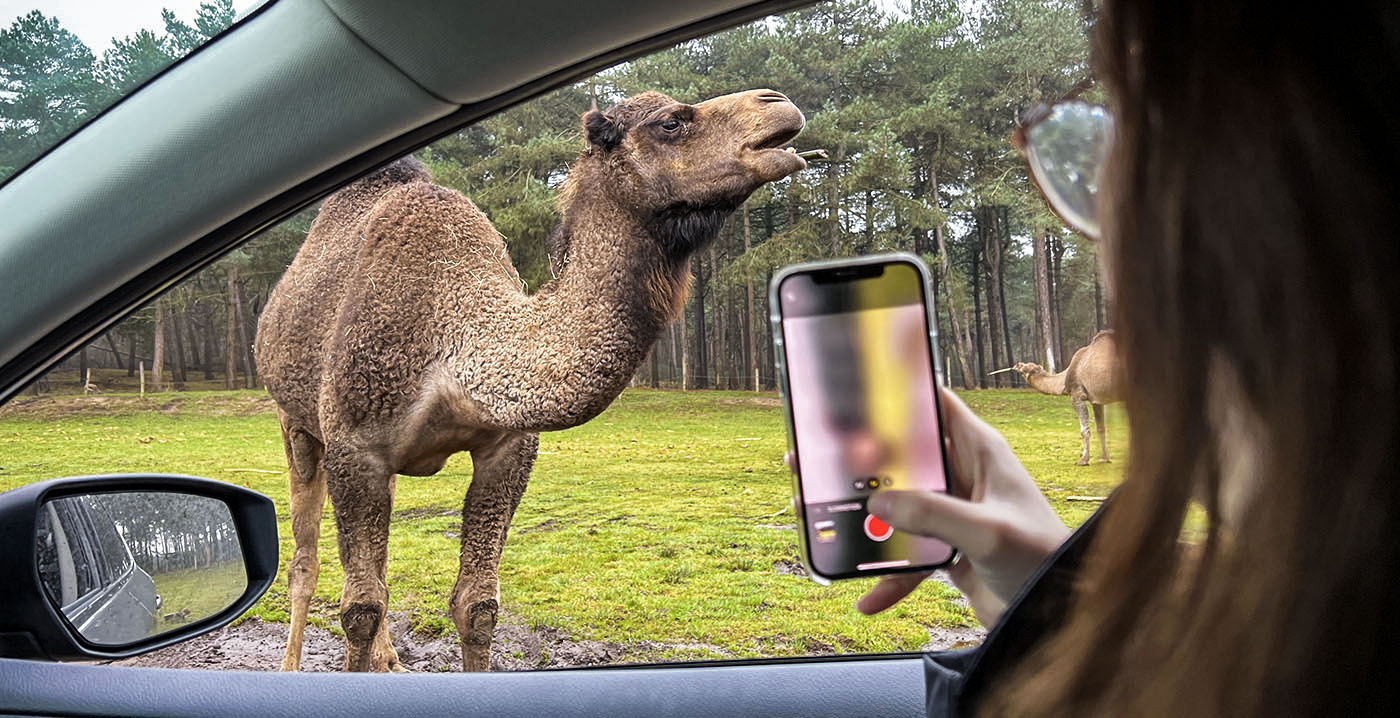 Beekse Bergen verraste vakantiegasten tijdens lockdown met geopende autosafari