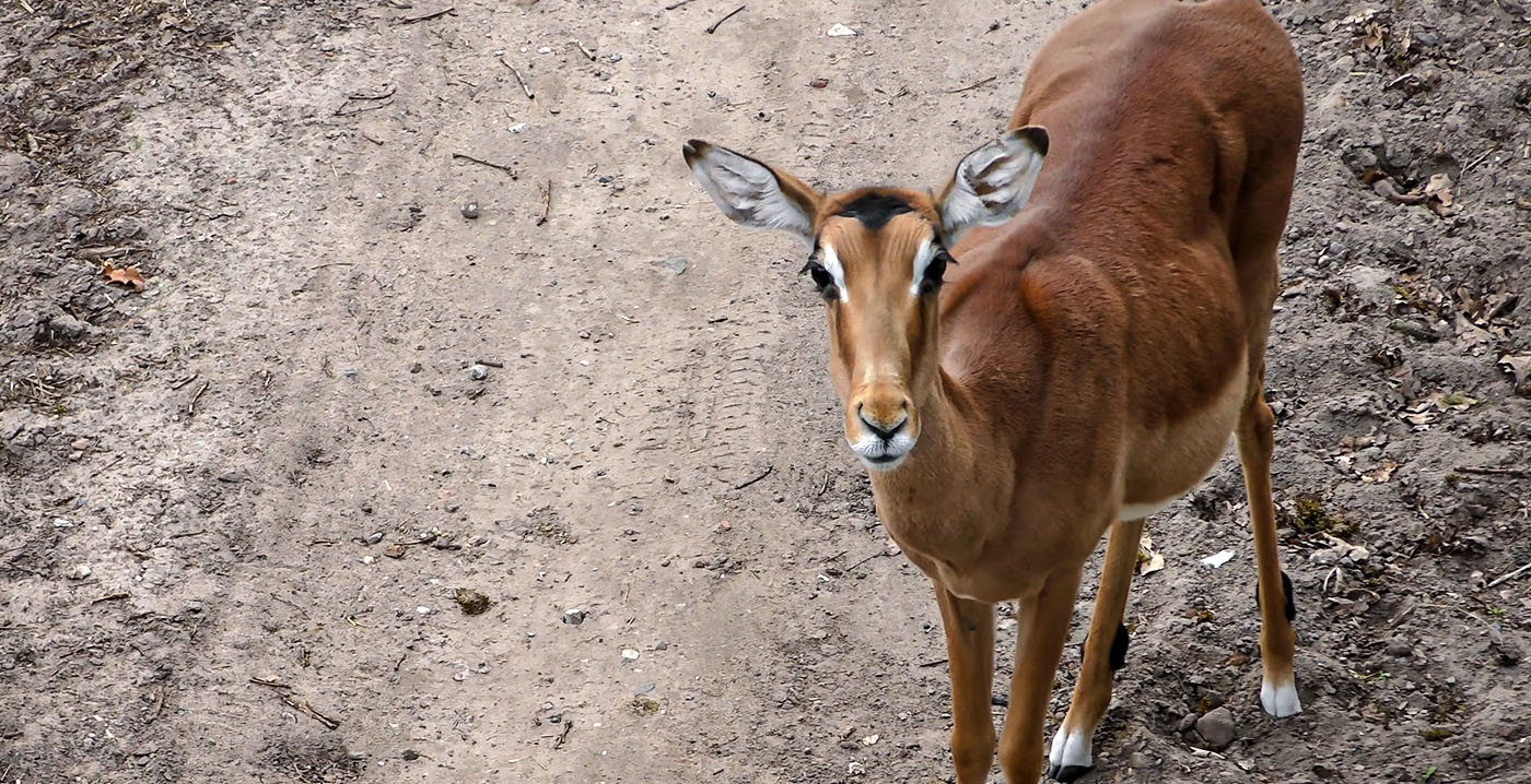 Verplichte behandeling voor brandstichter Beekse Bergen