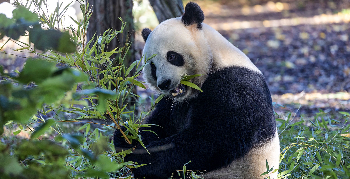 Belgische dierentuin sluit deal met China: reuzenpanda blijft jaar langer