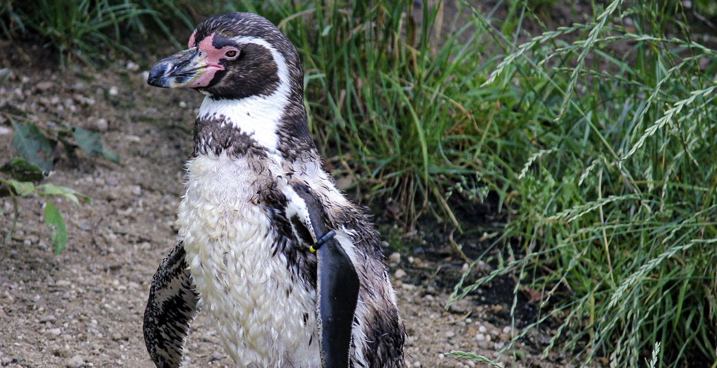 Ontsnapte prairiehondjes Wildlands komen terecht in pinguïnverblijf