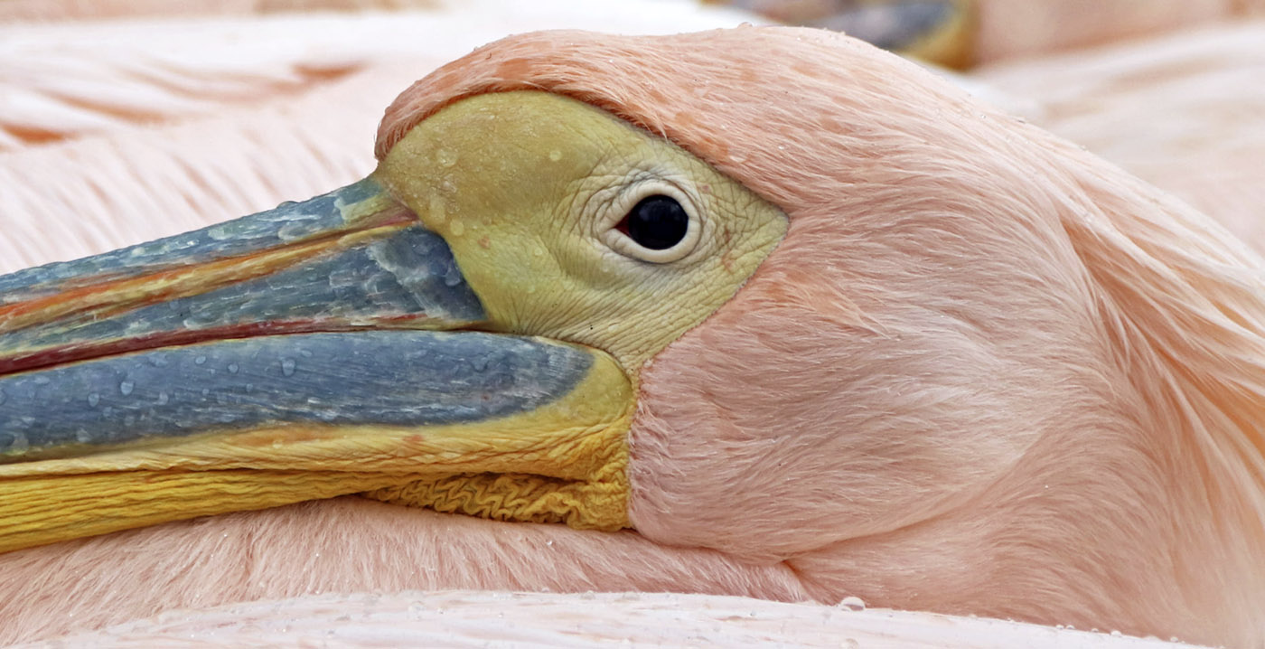 Door vogelgriep getroffen dierentuin hoeft geen beesten af te maken