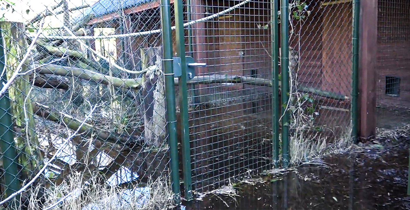 Drama voor Gronings dierenpark: twee woestijnvosjes en wallaby dood door overstromingen