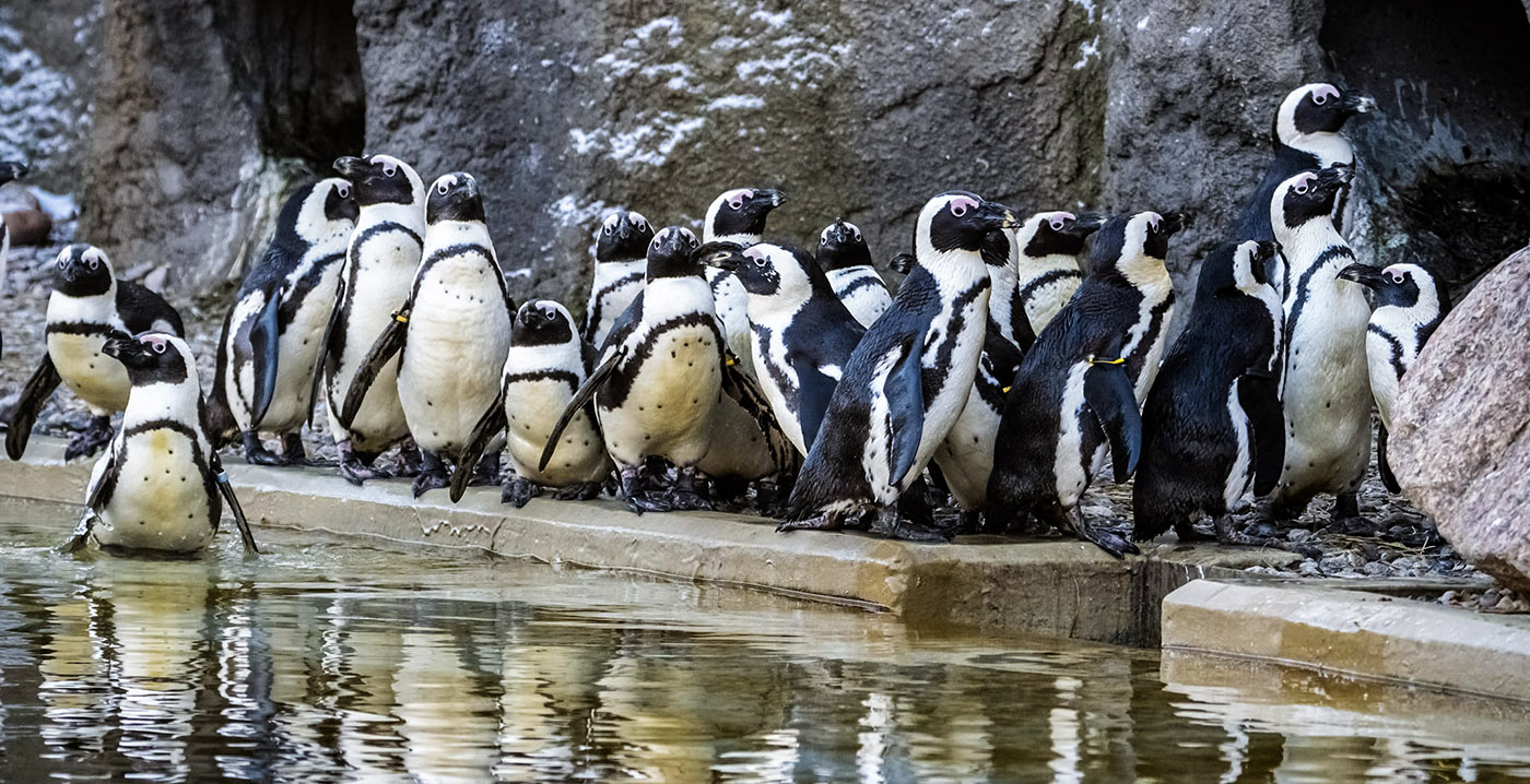 Poolse dierentuin zamelt hulpgoederen in voor Oekraïne