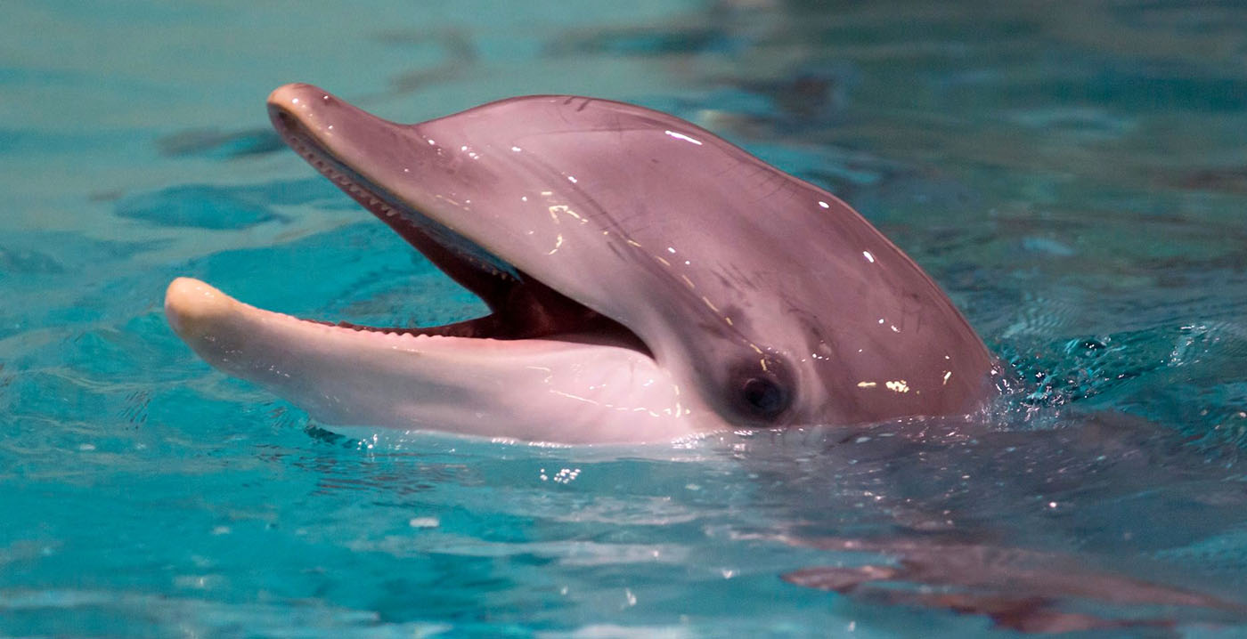 Zweeds attractiepark gaat dolfinarium sluiten: 'De juiste beslissing'