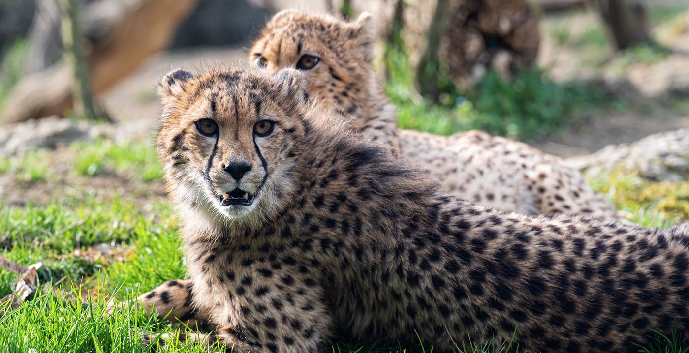 Foto's van Zwitserse dierentuin online zetten blijkt officieel verboden