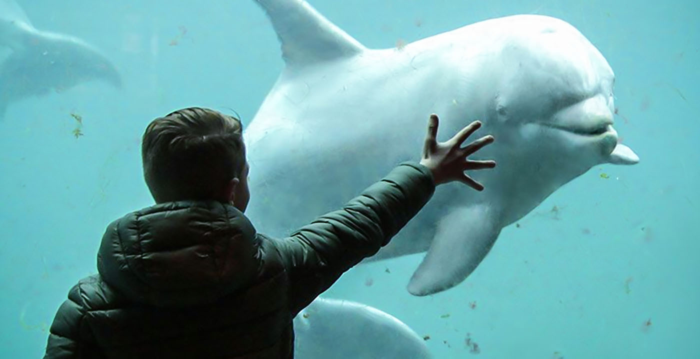 Dolfinarium past slogan toch aan na klacht: 'Deze is eigenlijk beter'