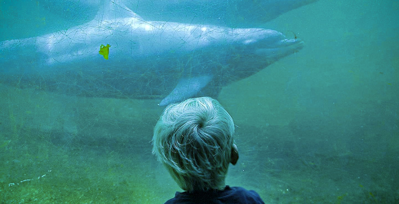 Reclame Code Commissie is tevreden over aangepaste Dolfinarium-teksten