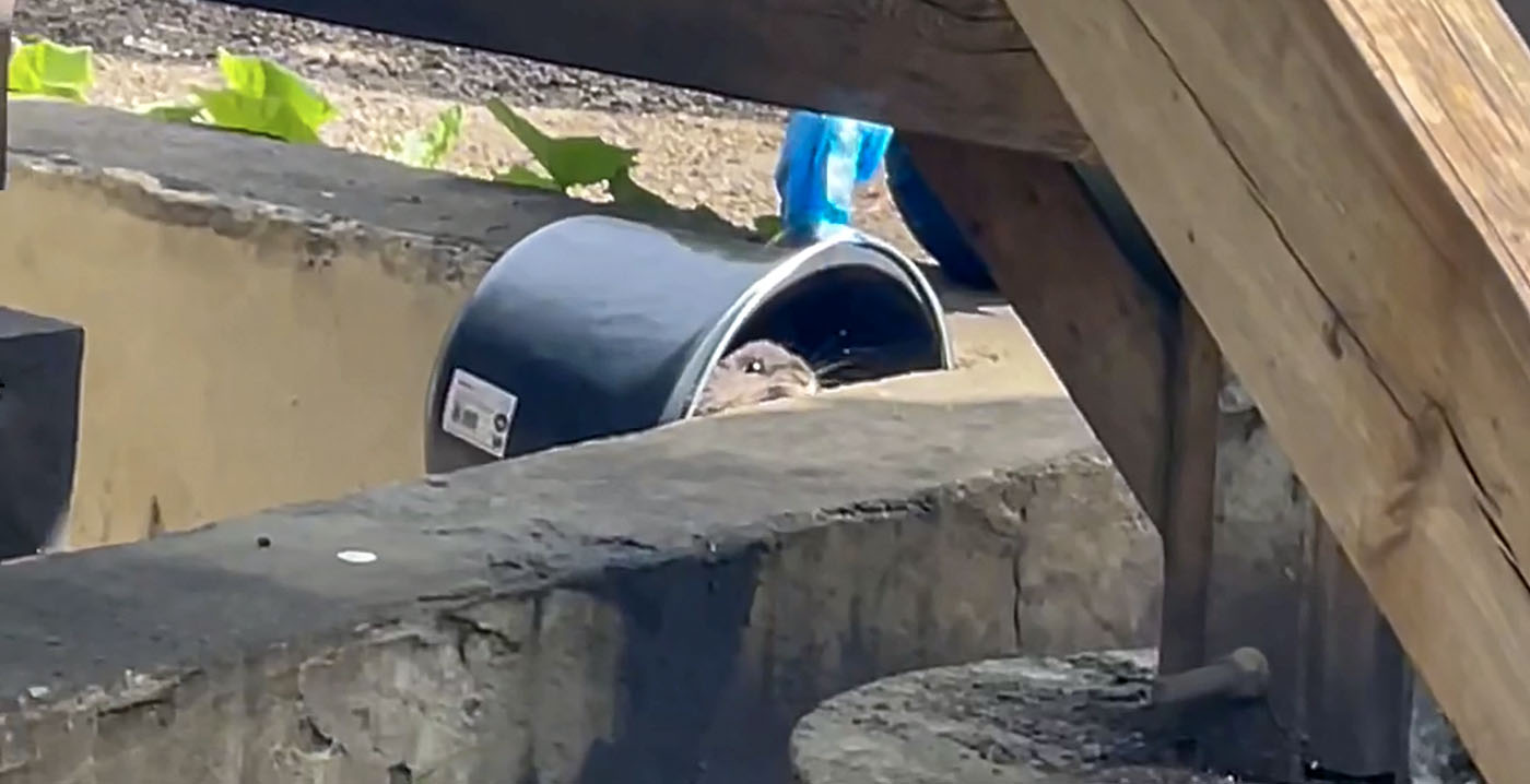 Video: Efteling-achtbaan Joris en de Draak tijdelijk dicht vanwege rat