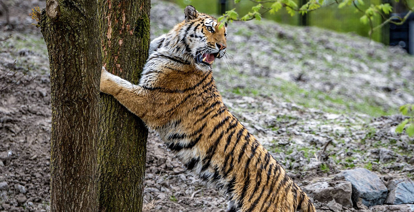 Friese dierentuin opent nieuw tijgergebied van 5000 vierkante meter