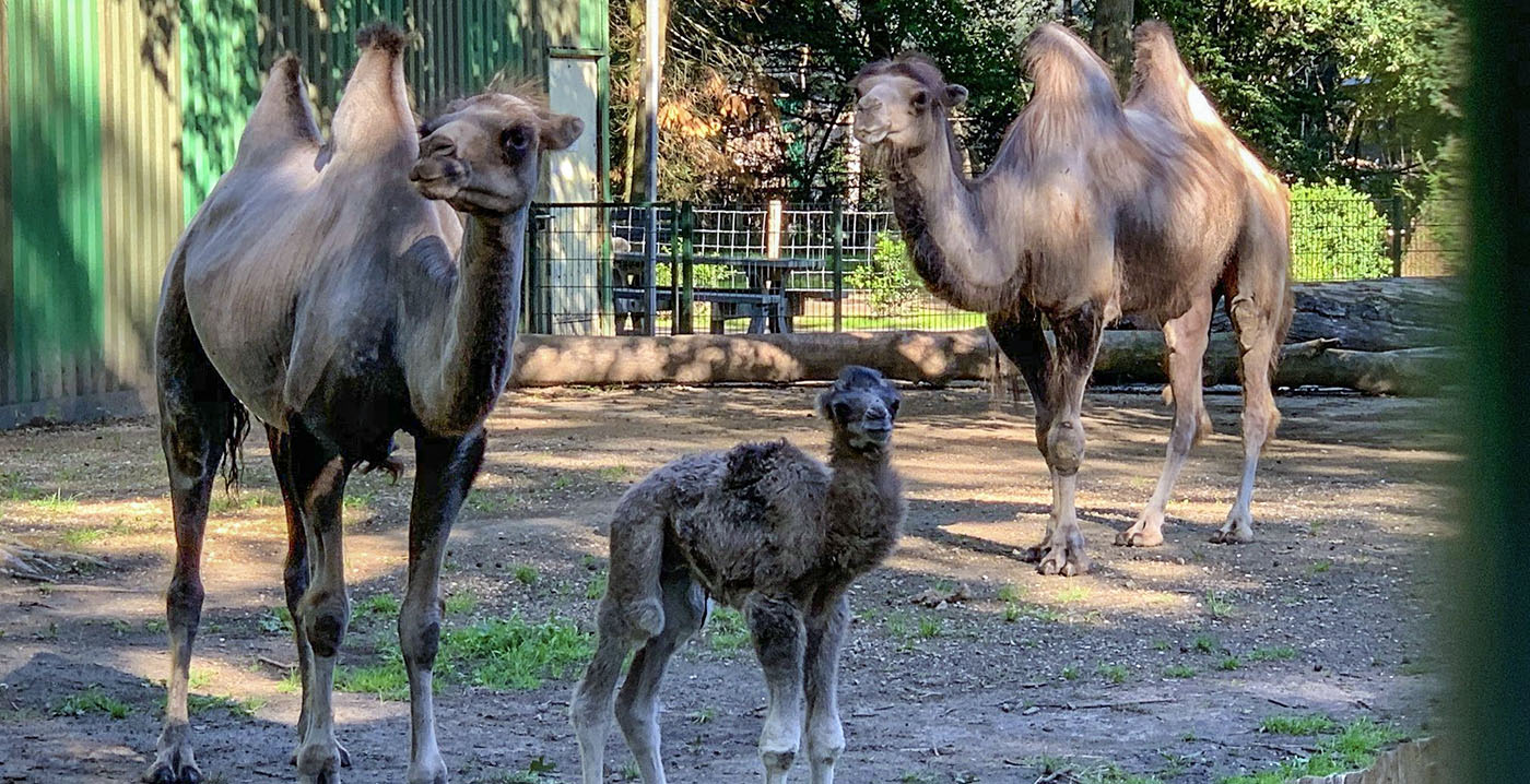 Verkoop van Brabantse dierentuin mondt uit in rechtszaak