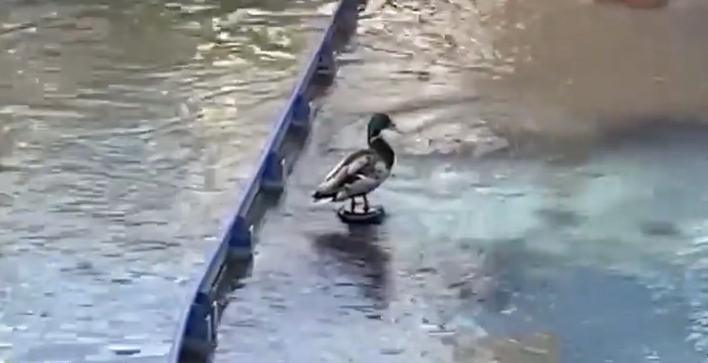Video: eend opgeschrikt door waterkanon in Europa-Park