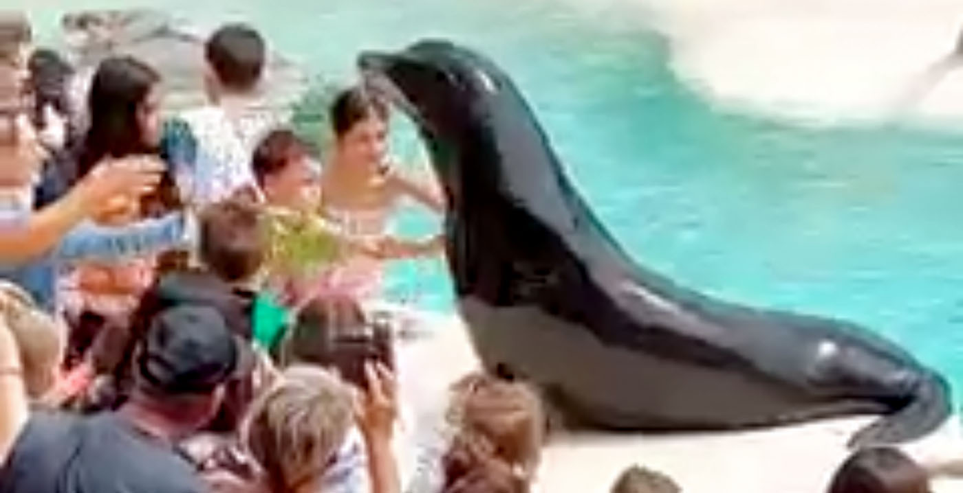 Video: aangifte tegen Belgisch dierenpark vanwege dierenmishandeling
