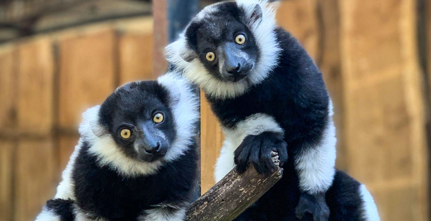 Eigenaar van Zoo Veldhoven krijgt gelijk: dierentuin hoeft niet verkocht te worden