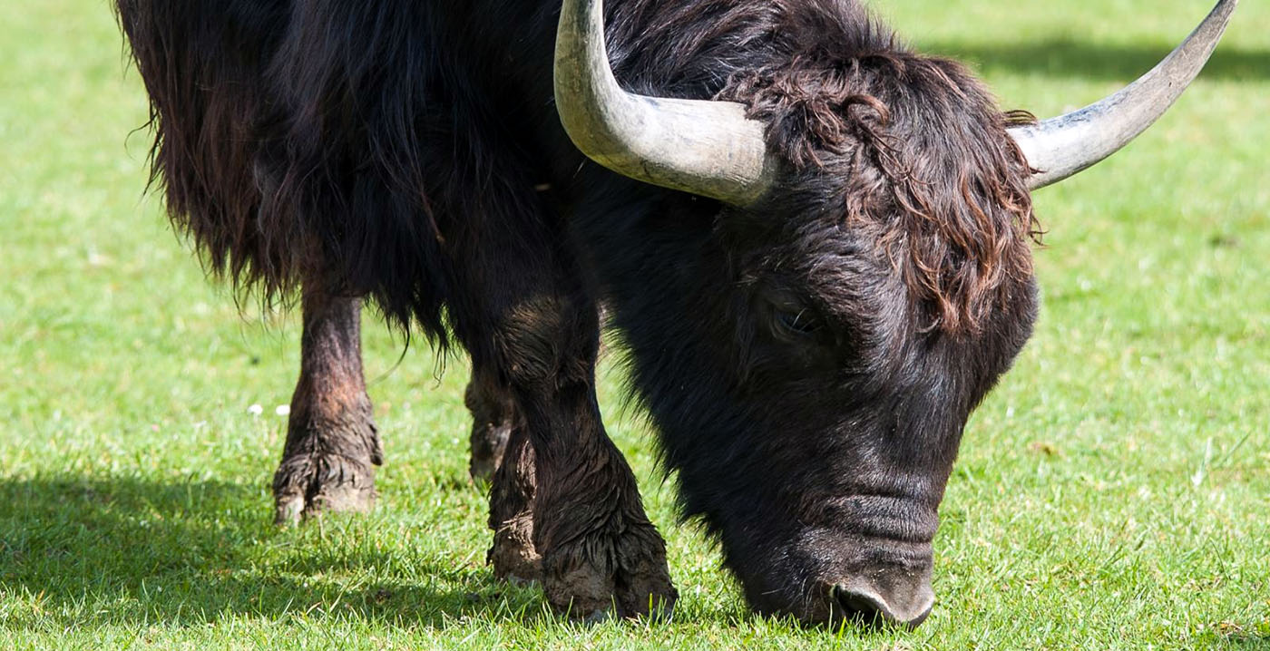 Drie medewerkers van Franse dierentuin gewond na aanval door jak