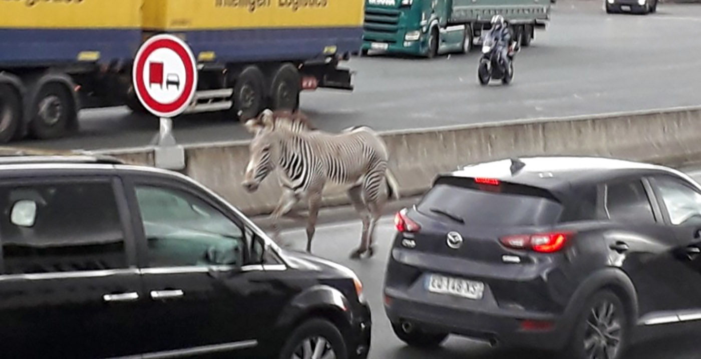 Video: ontsnapte dierentuinzebra loopt over de snelweg