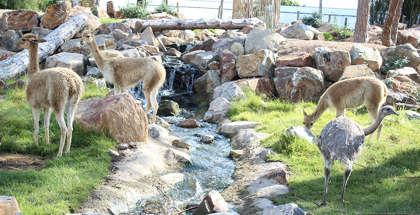 Stukje Zuid-Amerika in Vogelpark Avifauna met reuzenmiereneter en nandoes
