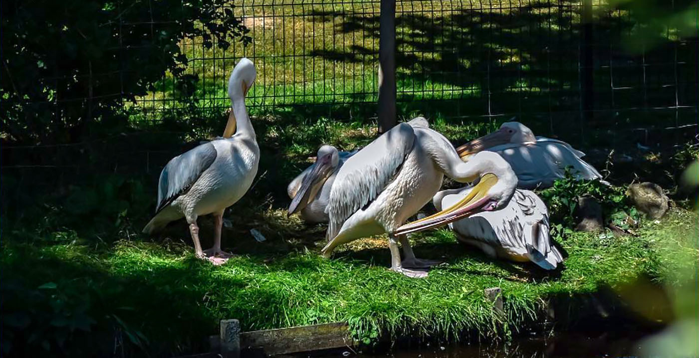 Nachtmerrie wordt werkelijkheid voor Duits dierenpark: tientallen vogels geruimd