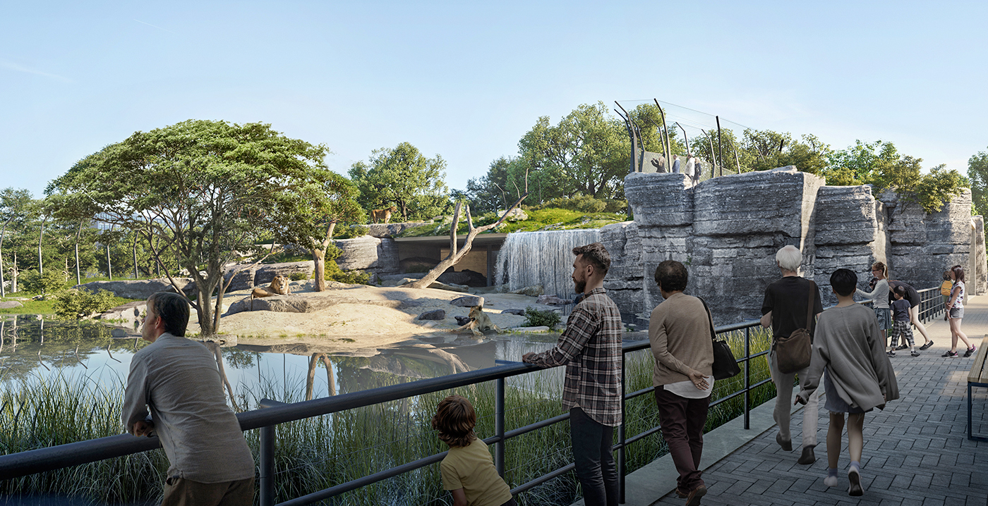 Leeuwen in Artis krijgen nieuw verblijf in zomer 2023