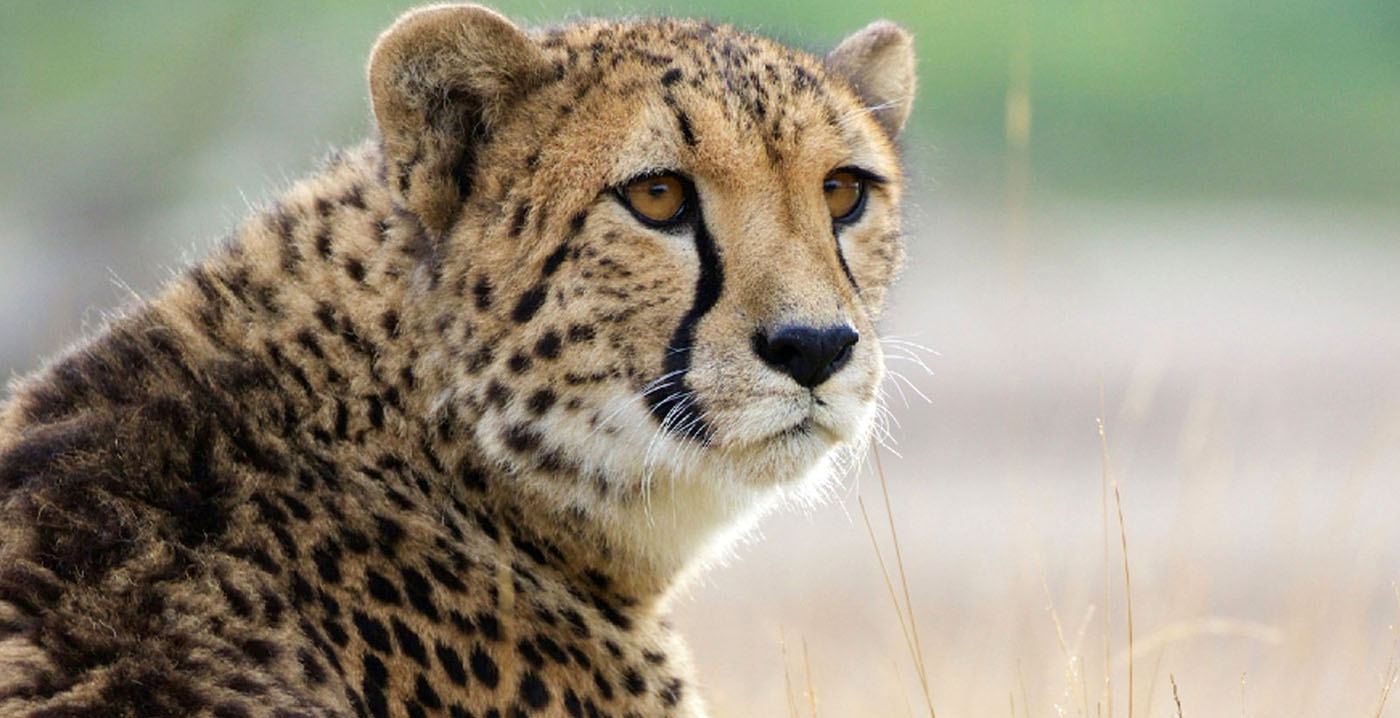 Jachtluipaard grijpt jongen (17) in Safaripark Beekse Bergen