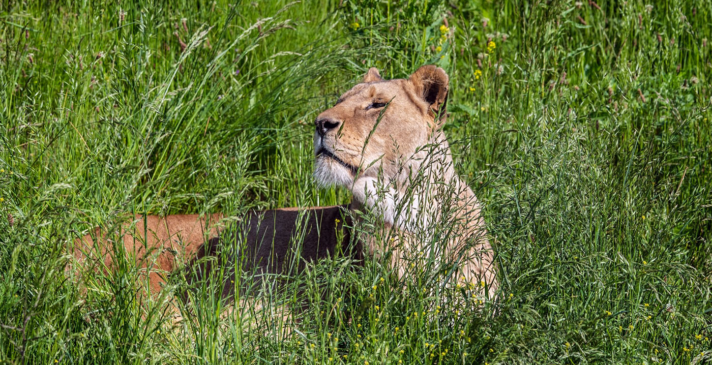 Wildlands Emmen in rouw: leeuwin overleden na gevecht