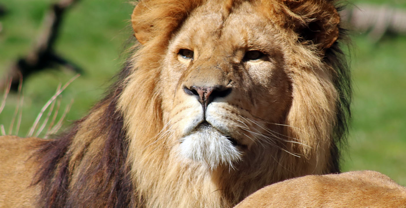 Drie Nederlandse dierenparken hebben rookregels aangescherpt