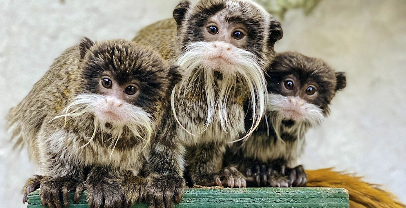 Dierenpark Wildlands Emmen na vier jaar weer winstgevend
