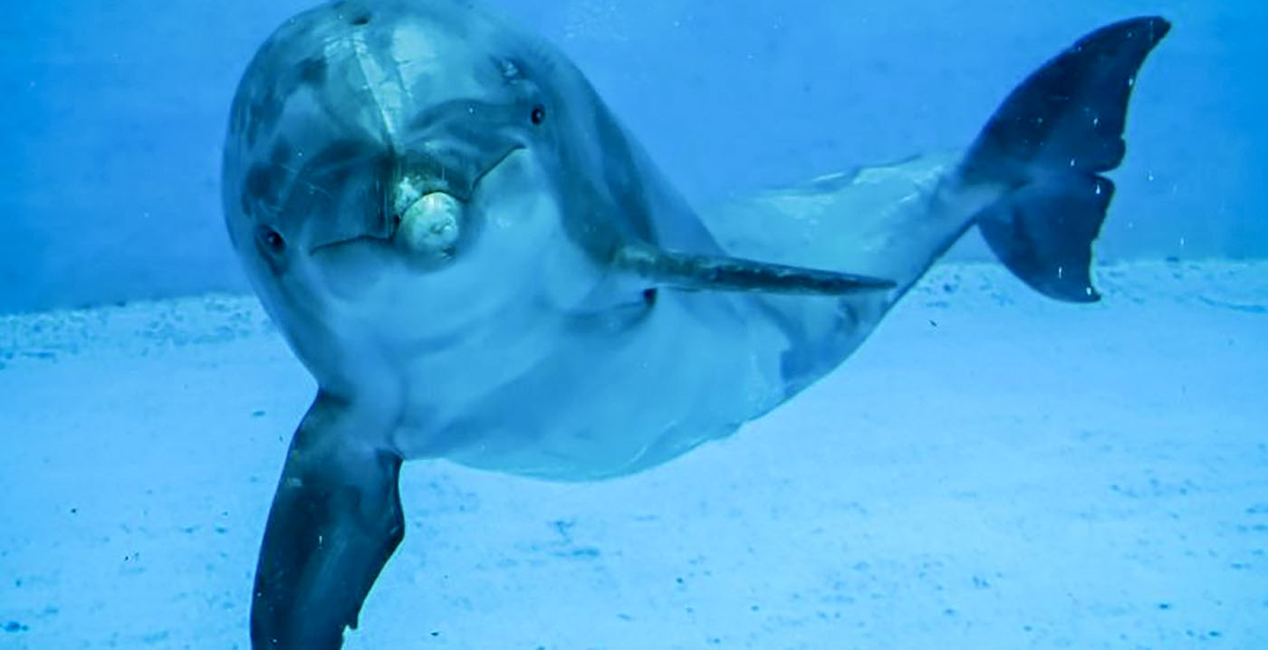 Tweede Kamer keert zich tegen verhuizing van Dolfinarium-dieren naar China