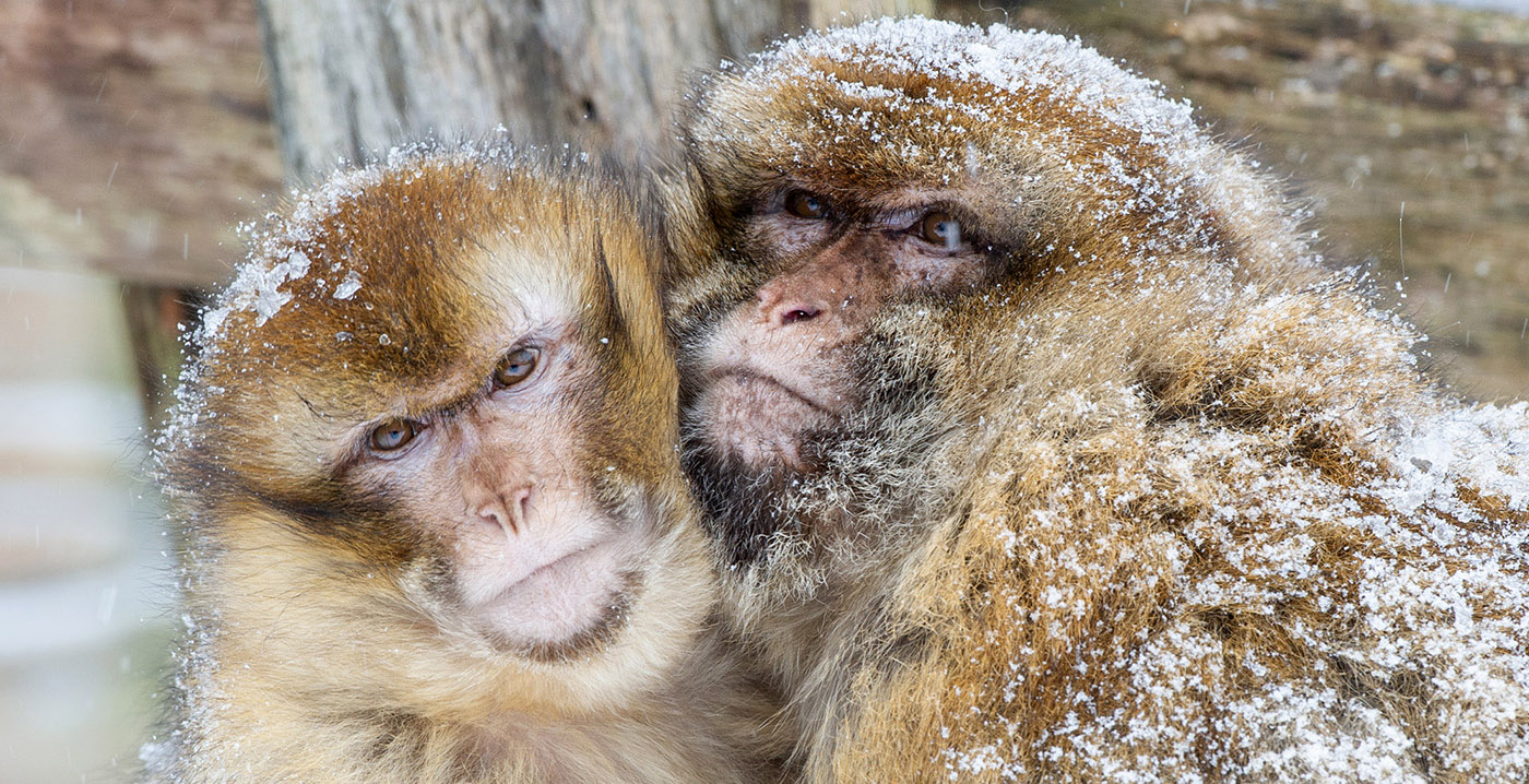 DierenPark Amersfoort verwelkomt nieuwe diersoort op apeneiland