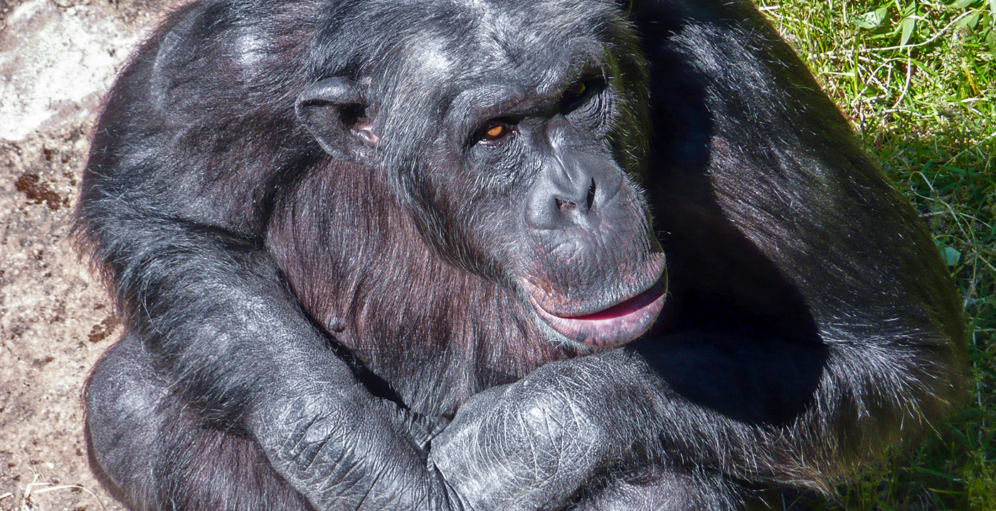Vierde chimpansee overleden na ontsnapping in Zweeds pretpark