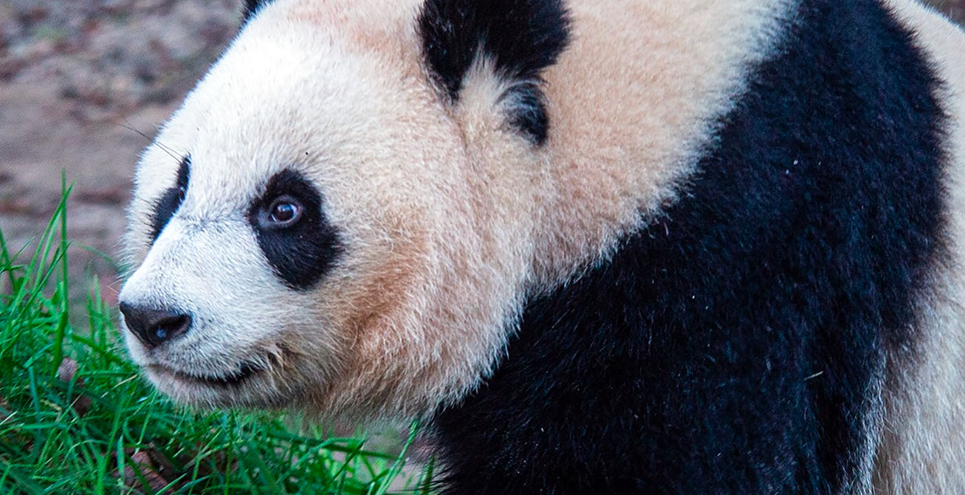 Verbazing bij Ouwehands Dierenpark: reuzenpanda is geen jongen maar een meisje