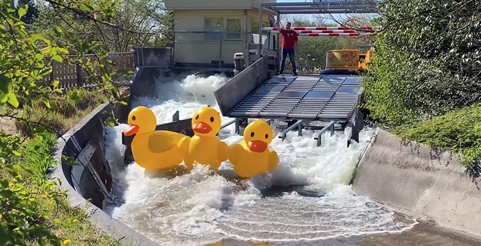 Video: Walibi Holland laat badeenden los in wildwaterbaan