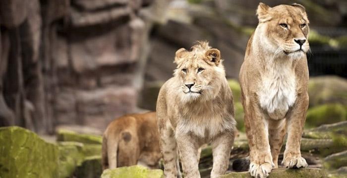 Belgische dierentuin investeert half miljoen euro in veiligheid na ontsnapping leeuw