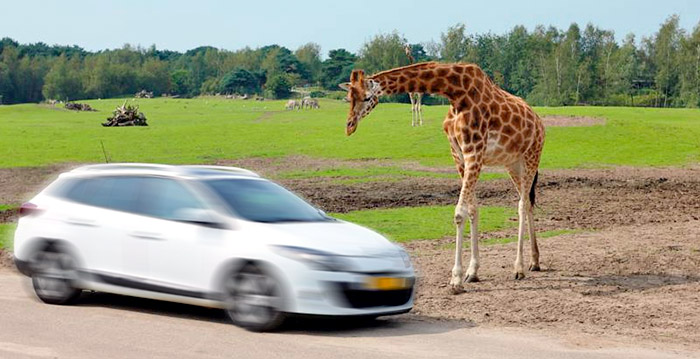 Festivalbezoeker scheurt met auto door Safaripark Beekse Bergen